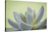 USA, Washington State, Seabeck. Abstract of succulent plant.-Jaynes Gallery-Stretched Canvas