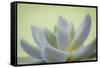 USA, Washington State, Seabeck. Abstract of succulent plant.-Jaynes Gallery-Framed Stretched Canvas