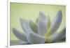 USA, Washington State, Seabeck. Abstract of succulent plant.-Jaynes Gallery-Framed Photographic Print