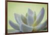 USA, Washington State, Seabeck. Abstract of succulent plant.-Jaynes Gallery-Framed Photographic Print