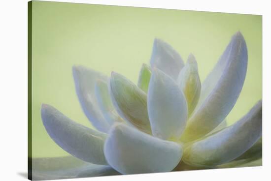 USA, Washington State, Seabeck. Abstract of succulent plant.-Jaynes Gallery-Stretched Canvas