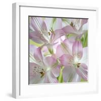 USA, Washington State, Seabeck. Alstroemeria blossoms close-up.-Jaynes Gallery-Framed Photographic Print