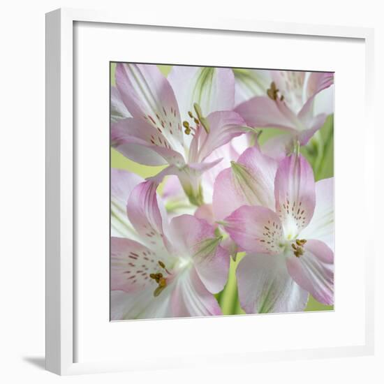 USA, Washington State, Seabeck. Alstroemeria blossoms close-up.-Jaynes Gallery-Framed Photographic Print