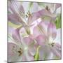 USA, Washington State, Seabeck. Alstroemeria blossoms close-up.-Jaynes Gallery-Mounted Photographic Print