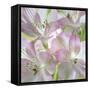 USA, Washington State, Seabeck. Alstroemeria blossoms close-up.-Jaynes Gallery-Framed Stretched Canvas