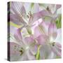 USA, Washington State, Seabeck. Alstroemeria blossoms close-up.-Jaynes Gallery-Stretched Canvas