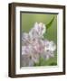 USA, Washington State, Seabeck. Alstroemeria blossoms close-up.-Jaynes Gallery-Framed Photographic Print