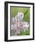 USA, Washington State, Seabeck. Alstroemeria blossoms close-up.-Jaynes Gallery-Framed Photographic Print