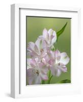 USA, Washington State, Seabeck. Alstroemeria blossoms close-up.-Jaynes Gallery-Framed Photographic Print