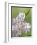 USA, Washington State, Seabeck. Alstroemeria blossoms close-up.-Jaynes Gallery-Framed Photographic Print