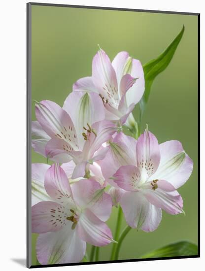 USA, Washington State, Seabeck. Alstroemeria blossoms close-up.-Jaynes Gallery-Mounted Photographic Print