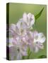 USA, Washington State, Seabeck. Alstroemeria blossoms close-up.-Jaynes Gallery-Stretched Canvas