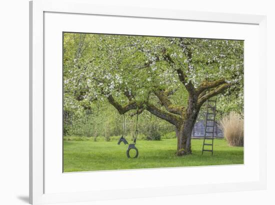 USA, Washington State, Seabeck. Apple tree with tire swing and ladder.-Jaynes Gallery-Framed Photographic Print