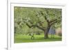 USA, Washington State, Seabeck. Apple tree with tire swing and ladder.-Jaynes Gallery-Framed Photographic Print