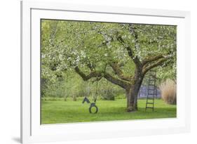 USA, Washington State, Seabeck. Apple tree with tire swing and ladder.-Jaynes Gallery-Framed Photographic Print