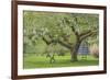 USA, Washington State, Seabeck. Apple tree with tire swing and ladder.-Jaynes Gallery-Framed Photographic Print