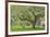 USA, Washington State, Seabeck. Apple tree with tire swing and ladder.-Jaynes Gallery-Framed Photographic Print