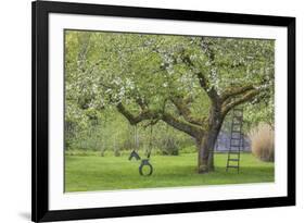 USA, Washington State, Seabeck. Apple tree with tire swing and ladder.-Jaynes Gallery-Framed Photographic Print