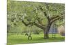 USA, Washington State, Seabeck. Apple tree with tire swing and ladder.-Jaynes Gallery-Mounted Photographic Print