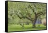 USA, Washington State, Seabeck. Apple tree with tire swing and ladder.-Jaynes Gallery-Framed Stretched Canvas