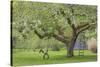 USA, Washington State, Seabeck. Apple tree with tire swing and ladder.-Jaynes Gallery-Stretched Canvas