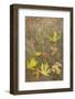 USA, Washington State, Seabeck. Autumn bigleaf maple leaves caught in grasses.-Jaynes Gallery-Framed Photographic Print