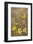 USA, Washington State, Seabeck. Autumn bigleaf maple leaves caught in grasses.-Jaynes Gallery-Framed Photographic Print