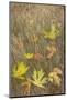 USA, Washington State, Seabeck. Autumn bigleaf maple leaves caught in grasses.-Jaynes Gallery-Mounted Photographic Print