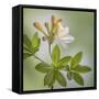 USA, Washington State, Seabeck. Azalea blossom close-up.-Jaynes Gallery-Framed Stretched Canvas