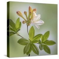 USA, Washington State, Seabeck. Azalea blossom close-up.-Jaynes Gallery-Stretched Canvas