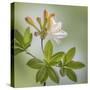 USA, Washington State, Seabeck. Azalea blossom close-up.-Jaynes Gallery-Stretched Canvas