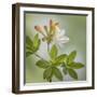 USA, Washington State, Seabeck. Azalea blossom close-up.-Jaynes Gallery-Framed Photographic Print