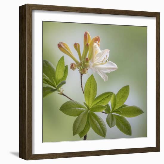 USA, Washington State, Seabeck. Azalea blossom close-up.-Jaynes Gallery-Framed Premium Photographic Print