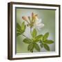 USA, Washington State, Seabeck. Azalea blossom close-up.-Jaynes Gallery-Framed Premium Photographic Print