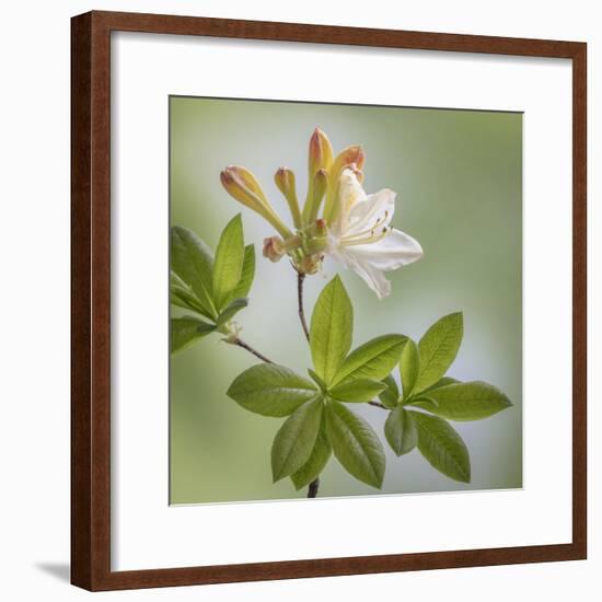 USA, Washington State, Seabeck. Azalea blossom close-up.-Jaynes Gallery-Framed Premium Photographic Print