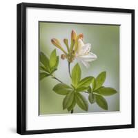 USA, Washington State, Seabeck. Azalea blossom close-up.-Jaynes Gallery-Framed Premium Photographic Print