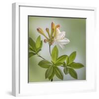 USA, Washington State, Seabeck. Azalea blossom close-up.-Jaynes Gallery-Framed Premium Photographic Print