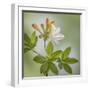 USA, Washington State, Seabeck. Azalea blossom close-up.-Jaynes Gallery-Framed Premium Photographic Print