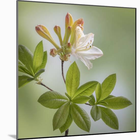 USA, Washington State, Seabeck. Azalea blossom close-up.-Jaynes Gallery-Mounted Premium Photographic Print