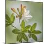 USA, Washington State, Seabeck. Azalea blossom close-up.-Jaynes Gallery-Mounted Premium Photographic Print