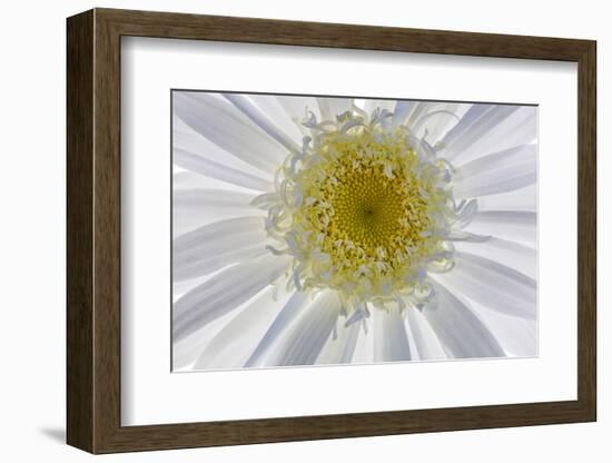 USA, Washington State, Seabeck. Backlit close-up of shasta daisy.-Jaynes Gallery-Framed Photographic Print