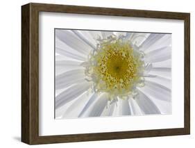 USA, Washington State, Seabeck. Backlit close-up of shasta daisy.-Jaynes Gallery-Framed Photographic Print