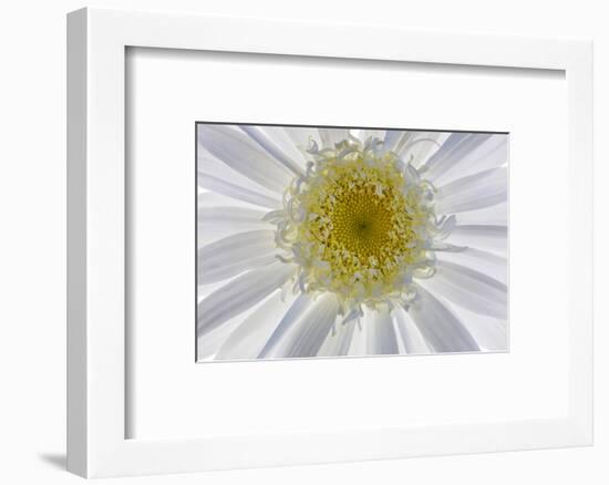 USA, Washington State, Seabeck. Backlit close-up of shasta daisy.-Jaynes Gallery-Framed Photographic Print