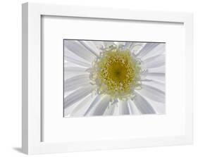 USA, Washington State, Seabeck. Backlit close-up of shasta daisy.-Jaynes Gallery-Framed Photographic Print