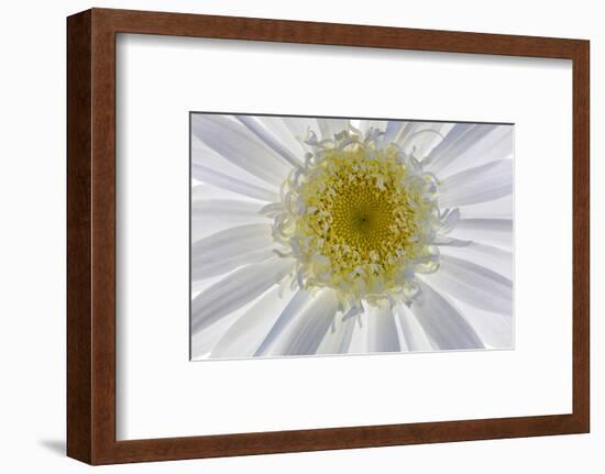 USA, Washington State, Seabeck. Backlit close-up of shasta daisy.-Jaynes Gallery-Framed Photographic Print