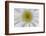 USA, Washington State, Seabeck. Backlit close-up of shasta daisy.-Jaynes Gallery-Framed Photographic Print