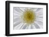 USA, Washington State, Seabeck. Backlit close-up of shasta daisy.-Jaynes Gallery-Framed Photographic Print