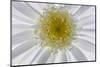 USA, Washington State, Seabeck. Backlit close-up of shasta daisy.-Jaynes Gallery-Mounted Photographic Print