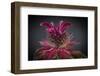 USA, Washington State, Seabeck. Bee balm flower close-up.-Jaynes Gallery-Framed Photographic Print