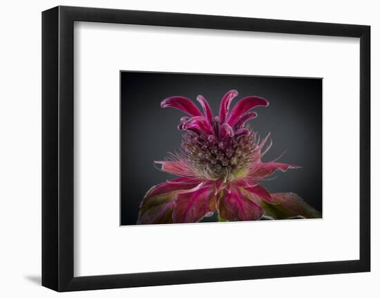 USA, Washington State, Seabeck. Bee balm flower close-up.-Jaynes Gallery-Framed Photographic Print